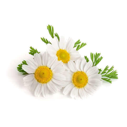 Roman Chamomile